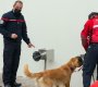 Un Golden Retriever es fotografiado durante una fase experimental para entrenar perros para detectar la presencia del nuevo coronavirus COVID-19 en humanos, un programa del Departamento de Bomberos de Francia, la Secretaría de Gestión de Riesgos y el Ministerio de Salud Pública de Ecuador junto con el Hospital Pablo Arturo Suárez, en este hospital de Quito. / Foto: AFP